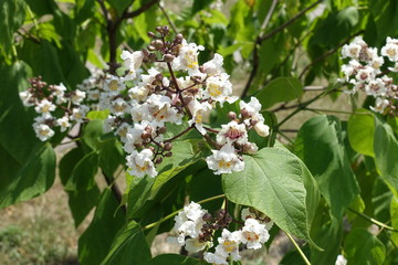 Inflorescence of catalpa tree in early June