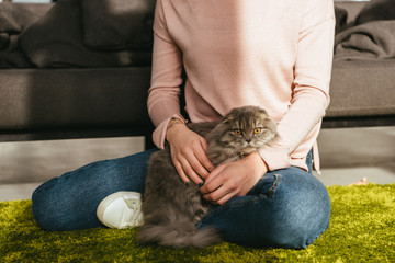 partial view of adorable british longhair cat sitting with woman on floor at home