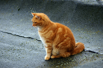 Rote Katze auf dem Hausdach