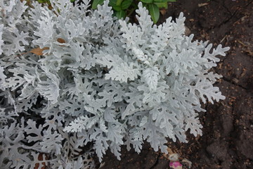View of silver grey foliage of Cineraria maritima