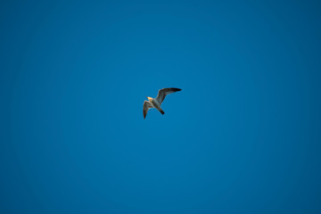 bird
