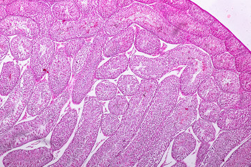 Cross section of Testis tissue under the microscope for education.