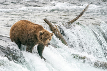 Brown Bear at the top of Waterfall
