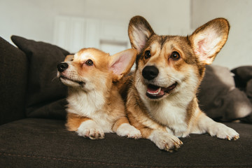 cute welsh corgi dogs sitting on sofa in living room at home