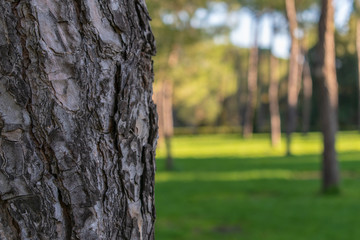 Albero in primo piano