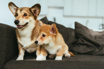 welsh corgi dogs on sofa in living room at home