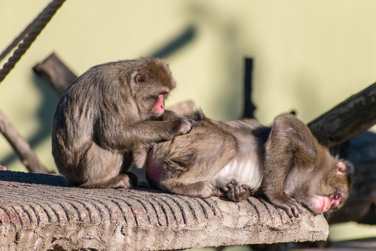 Coppia di macachi