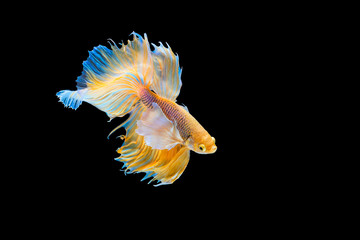 Fototapeta na wymiar The moving moment beautiful of yellow siamese betta fish or splendens fighting fish in thailand on black background. Thailand called Pla-kad or dumbo big ear fish.