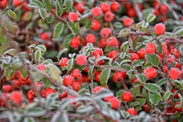  shrub with green leaves and red fruits covered with white frost