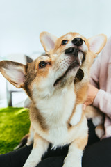 cropped image of woman sitting with welsh corgi dogs at home