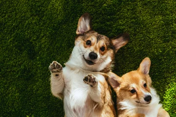 Poster adorable welsh corgi dogs laying on green lawn © LIGHTFIELD STUDIOS