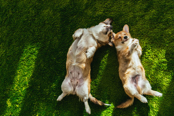 view from above of two welsh corgi dogs laying on green lawn - obrazy, fototapety, plakaty