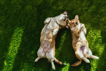Poster Im Rahmen view from above of two welsh corgi dogs laying on green lawn © LIGHTFIELD STUDIOS