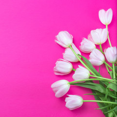 Pink tulips flowers on pink background. Happy Easter, Spring  and Mother’s Day Card. Flat lay, top view