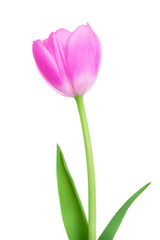 One Pink Tulip  flower with green leaves isolated on white background. Close up