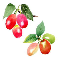 Branch with cornus mas berries. Isolated illustration element. Green leaf. Watercolor background illustration set.