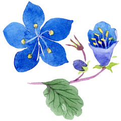 Blue phacelia. Floral botanical flower isolated. Green leaf wildflower. Watercolor background illustration set.