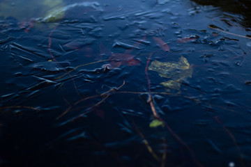 Lily pads frozen in a lake. Interesting patterns in the frozen ice. Horizontal.