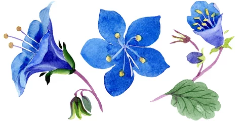 Raamstickers Vlinders Blue phacelia. Floral botanical flower isolated. Green leaf wildflower. Watercolor background illustration set.