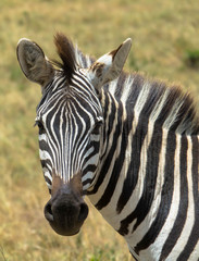 Fototapeta na wymiar Zebra, Nahaufnahme