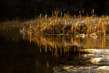 Frosty reed is reflected in a lake and lit up by the golden light of a sunrise. A small amount of a blurry, dreamy, feel to it. Horizontal.