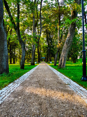 Summer morning in park