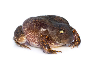 Image of Truncate-snouted burrowing frog or Balloon frog (Glyphoglossus molossus) on white background. Amphibian. Animal.