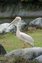 ペリカンの雄姿