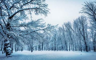 Winter landscape with trees covered with snow, outdoors. Winter background.