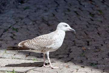 Gull eating a cookie on the street
