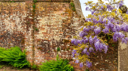 Wand mit Blüten