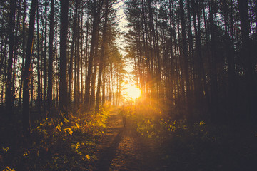 Obraz premium lidski les