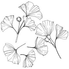 Vector. Engraved black and white ginkgo leaf. Plant botanical garden. Isolated ginkgo illustration element.