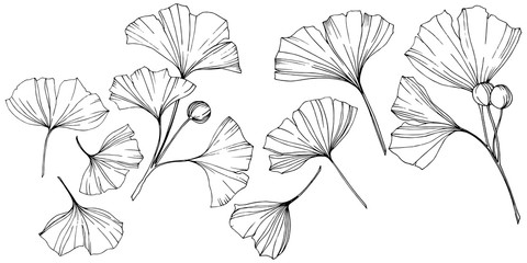 Vector. Engraved black and white ginkgo leaf. Plant botanical garden. Isolated ginkgo illustration element. - 236999813