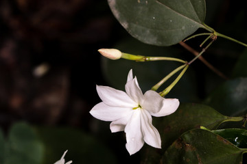 Jasminum nobile subsp. rex.