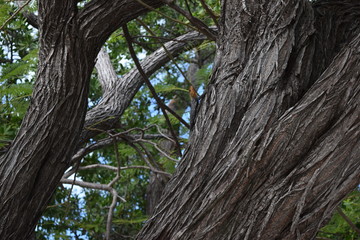 Fototapeta premium Lizard on a tree