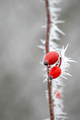 red berries in frost