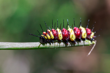 Image of a Caterpillar leopard lacewing(Cethosis cyane euanthes) on a branch. Insect. Animal