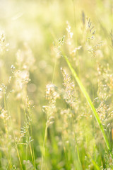 Natural background of field grass. Green meadow. Soft focus.