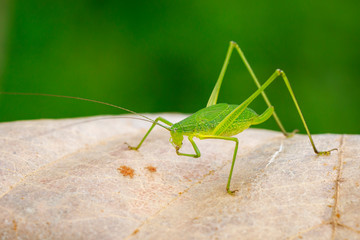 Image of family Tettigoniidae(Mirollia hexapinna) are commonly called katydids or bush-crickets on dry leaves brown. Insect. Animal