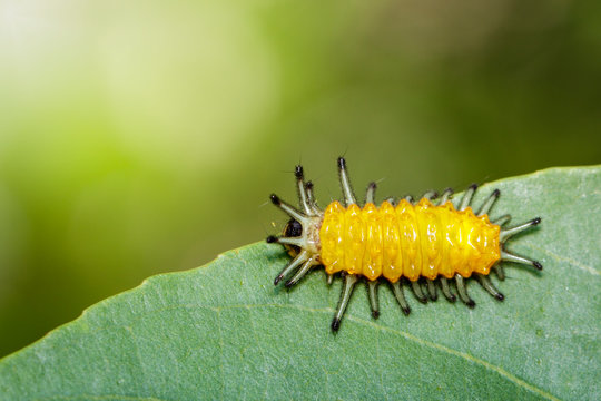 Image of an amber caterpillar on green leaf. Insect. Animal.