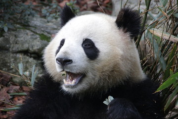 Naklejka premium Close up Panda Fluffy Face, China