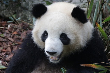 Obraz na płótnie Canvas Close up Panda Fluffy Face, China