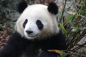 Fototapeta premium Close up Panda's Face while eating Bamboo Leaves