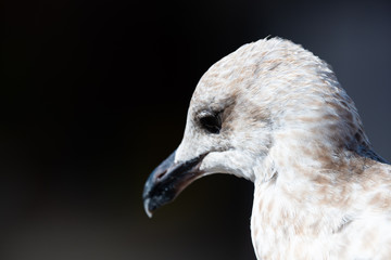 Close portrait of a sea gull on dark background