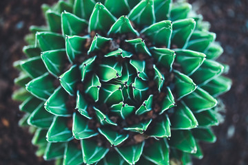 nature poster. succulent close-up