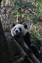 Close up Panda's Face while eating Bamboo Leaves