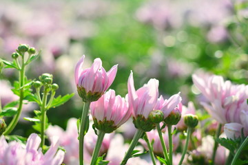 Colorful pink and white chrysanthemum flower bloom in the farm.