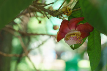 cannon ball tree flower