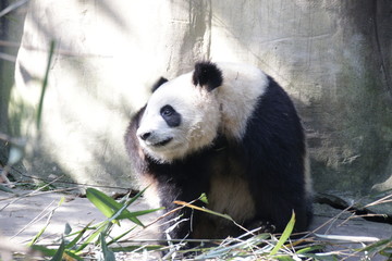 Fototapeta premium Fluffy Panda is Taking a sun bath, Panda Valley, China
